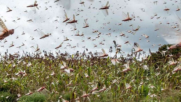 Nuvem de gafanhotos da espécie Schistocerca cancellata que destruiu plantações de milho no Paraguai e na Argentina está perto do Sul do Brasil. Os insetos poderão passar pelo oeste do RS e SC antes de seguirem para o Uruguai. Crédito: Imagem reproduzida em redes sociais.