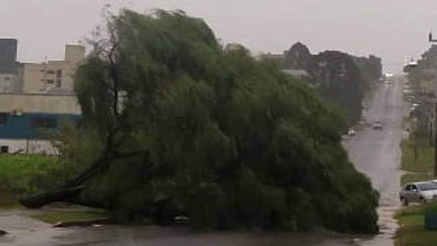 rvore de grande porte  derrubada por ventos intensos em Chapec, em Santa Catarina, nesta tera-feira. Crdito: Imagem divulgada pela Rdio Chapec.