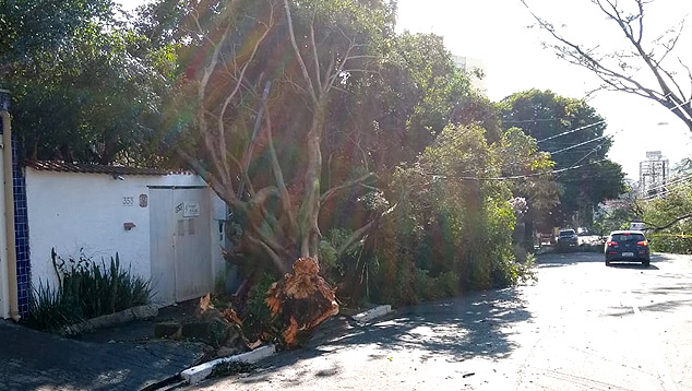 rvore arrancada pela fora do vento na rua Incia Ucha, no bairro Vila Mariana, zona sul da cidade de So Paulo. 