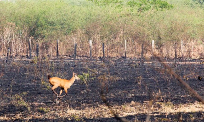 Inmeros animais e aves esto ameaados pelo fogo que j consumiu 2,3 milhes de hectares do pantanal este ano. Crdito: Divulgao Governo de Mato Grosso do Sul. 