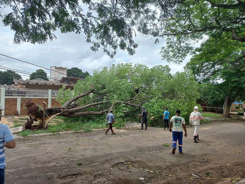 Defesa Civil j removeu 150 rvores em Campo Grande aps forte temporal da sexta-feira. Crdito: Divulgao Prefeitura de Campo Grande