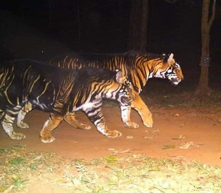 Cerca de 100 tigres de Bengala vivem na reserva Simlipal, no estado de Odisha, na ndia. Crdito: Imagem reproduzida pelo twitter. 