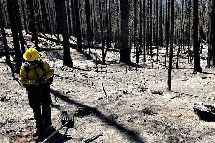 Equipes avaliam solo das terras queimadas no incndio de Washburn, no Condado de Madera, que foi quase totalmente controlado esta semana. Crdito: Divulgao Equipe de Resposta  Emergncias em reas Queimadas do Servio Florestal dos EUA (BAER), de Yosemite.