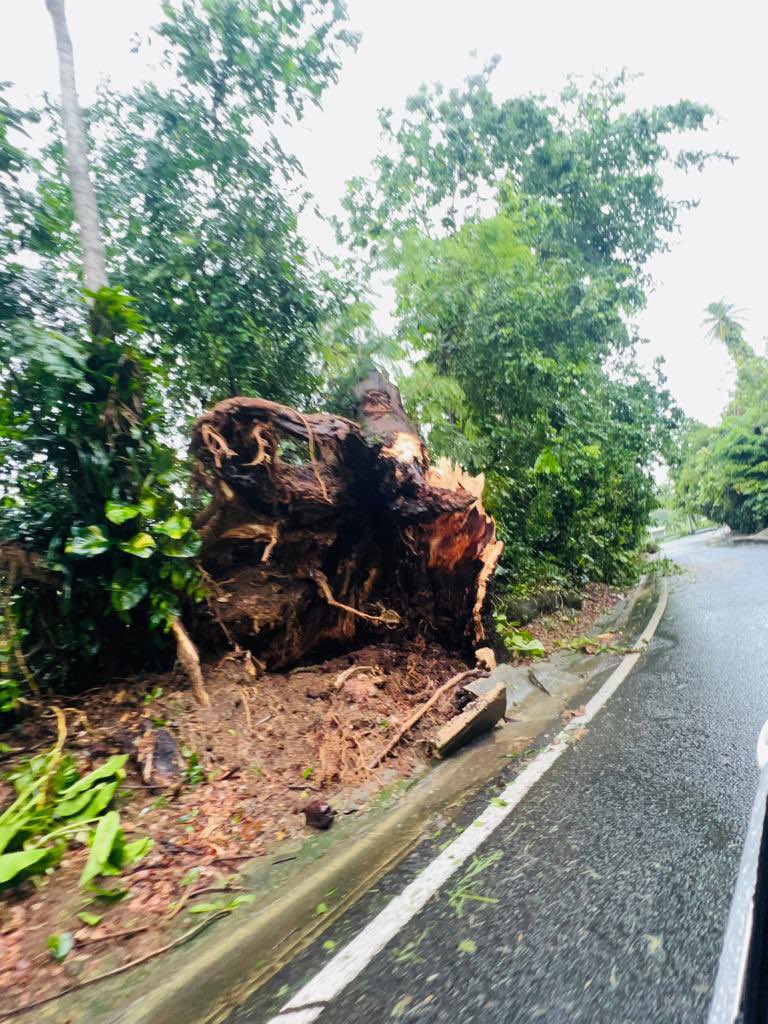 A fora dos ventos de Fiona arrancou rvores pela raiz em Porto Rico. Crdito: Imagem divulgada pelo twitter de morada da regio @blanncarossa