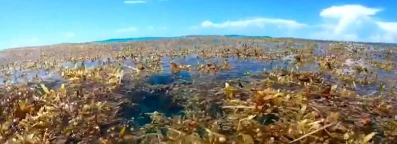 Cientistas querem entender se a grande concentrao de algas vai se repetir nos prximos anos. Crdito: Reproduo de imagens de divulgao Brian Lapointe/FAU HBOI 