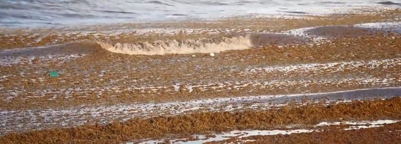 Grandes montantes de algas devem atingir as praiais da Flrida em junho. Crdito: Reproduo de imagens de divulgao Brian Lapointe/FAU HBOI 