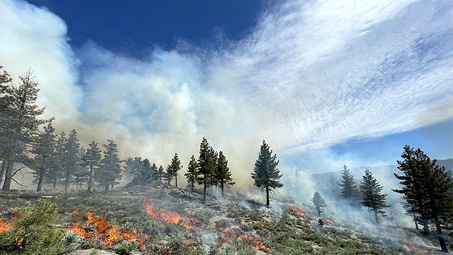 Incndio consome mata na Floresta Nacional de Cleveland, na Califrnia. Crdito:  Servio Florestal dos EUA/Fotos Pblicas 