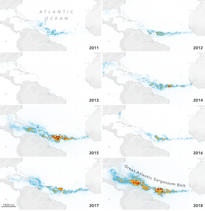 Mapa mostra evoluo da quantidade de Sargassum no Atlntico nos ltimos anos. Crdito: NASA