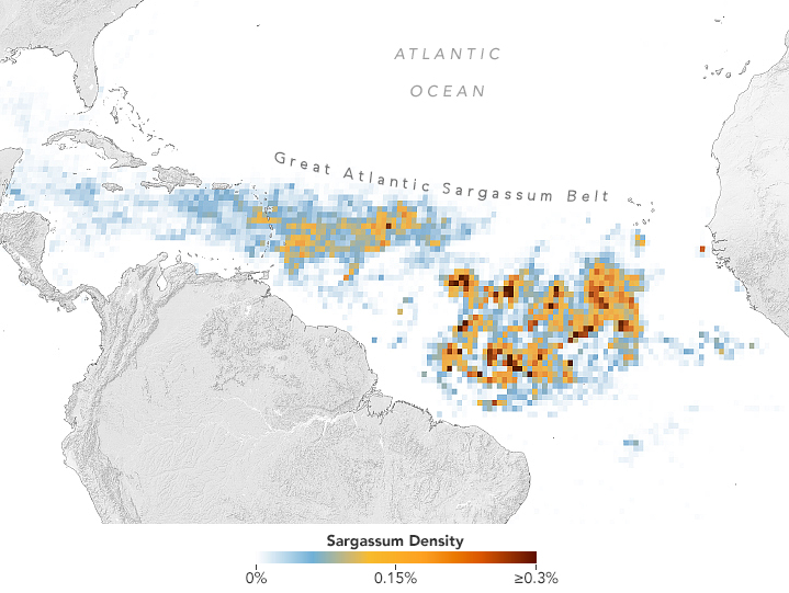 Mapa indica a concentrao recorde de Sargassum no Atlntico em maro de 2023. Crdito: NASA 