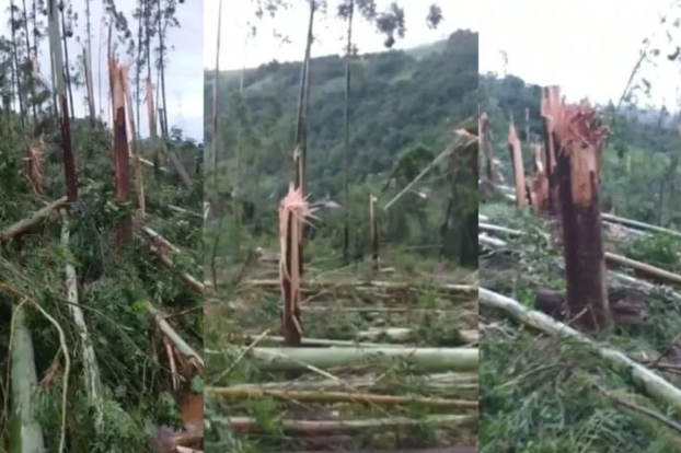 rvores retorcidas por passagem de tornado em It, no oeste catarinense. Crdito: reproduo redes sociais 