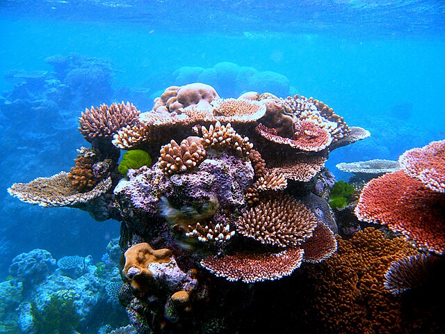 Imagem ilustrativa de corais saudveis na Grande Barreira da Austrlia. Crdito: Toby Hudson - Obra do prprio, CC BY-SA 3.0, https://commons.wikimedia.org/w/index.php?curid=11137678 