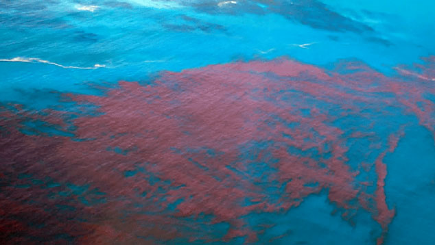 Fenmeno da mar vermelha. Imagem ilustrativa. Crdito: divulgao/CETESB