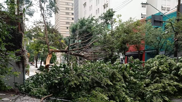 Queda de rvore na Alameda Lorena, Jardim Paulista, durante forte temporal do dia oito de janeiro. Crdito: divulgao via X (twitter) @KGanzelevitch  