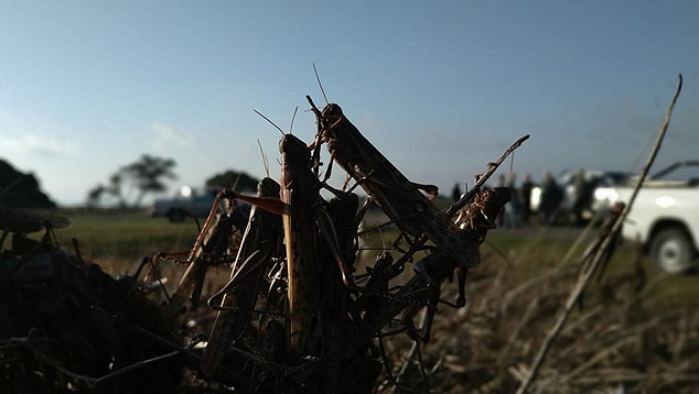 Gafanhotos em territ�rio argentino. Nuvem migrou para a prov�ncia de Entre R�os e pode avan�ar para o Brasil ainda esta semana. Cr�dito: Divulga��o SENASA