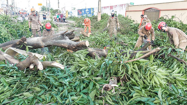Queda de �rvores em Forquilha, em S�o Lu�s, durante tempestade nesta ter�a-feira. Cr�dito: Divulga��o Prefeitura de S�o Lu�s.