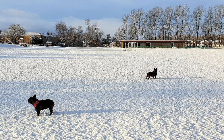 Filhotes brincando na neve na Esc�cia na manh� desta ter�a-feira. Cr�dito: Imagem divulgada pelo twitter @Quietbiglad