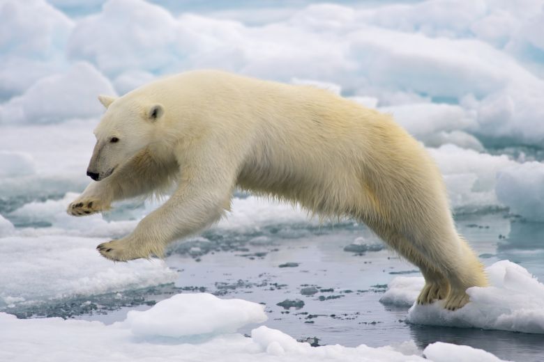 Urso Polar. Imagem ilustrativa. Crédito: Wikipedia.  