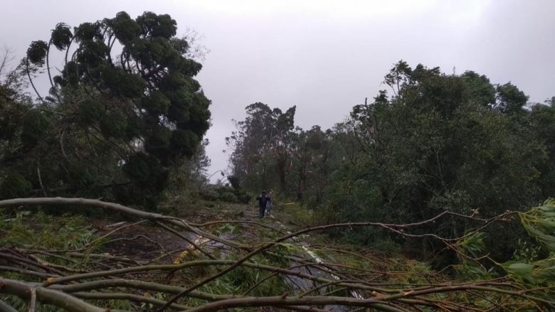 Ventos fortes derrubaram diversas árvores na RS153, na região de Erechim, no Rio Grande do Sul, nesta terça-feira. Crédito: Imagem divulgada pelo twitter @acfgaucho