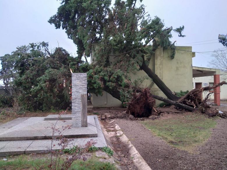 Árvore arrancada pela força dos ventos em Paso de Los Toros, Uruguai. Crédito: Imagem de divulgação SINAE.