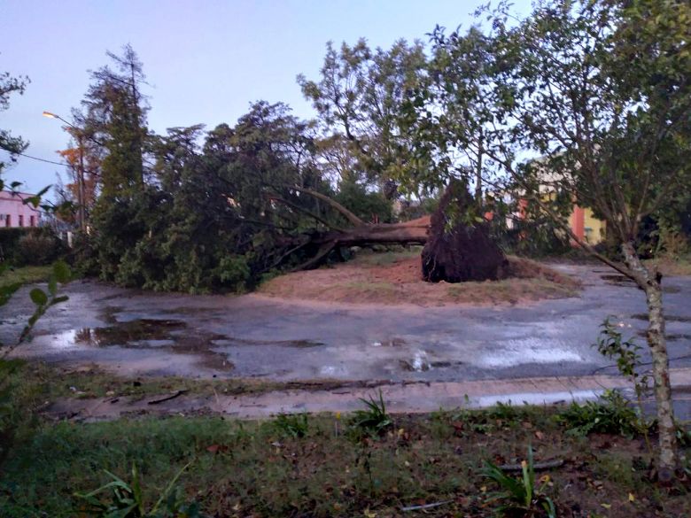 Vendavais provocaram in�meras quedas de �rvores no Uruguai. Cr�dito: SINAE. 