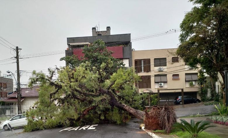 Ventos fortes provocaram diversas quedas de árvores em Porto Alegre. Crédito: Divulgação Empresa Pública de Transportes e Circulação Porto Alegre 