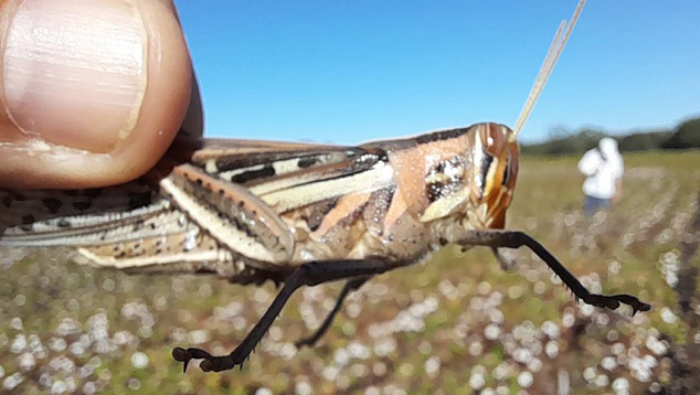 Gafanhotos da espécie Schistocerca cancellata foram detectados recentemente em lavouras da província de Chaco, no norte da Argentina. Crédito: Senasa.  
