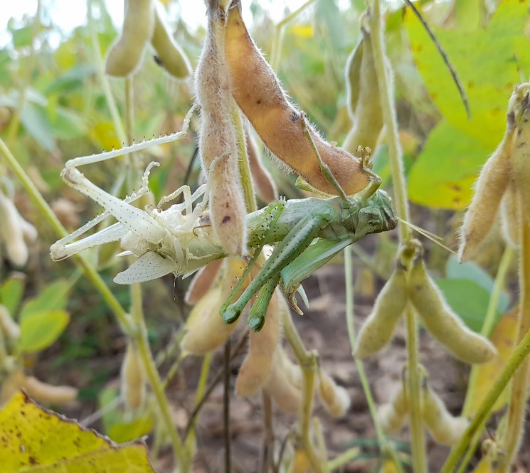 Os insetos em est�gios avan�ados juvenil e adulto foram confirmados em lavouras de algod�o, soja e sorgo. Cr�dito: Divulga��o Senasa. 