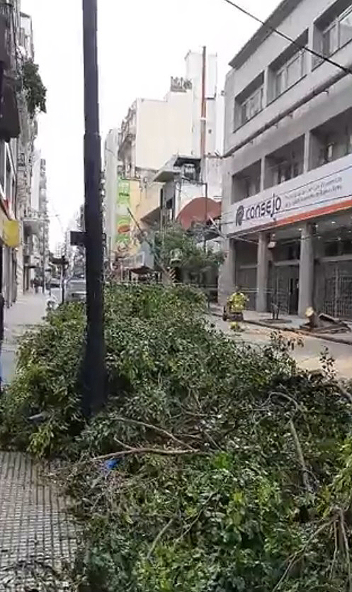 Queda de árvore em Buenos Aires após o temporal de domingo. Crédito: Imagem divulgada pelo twitter @AlertasTrânsito