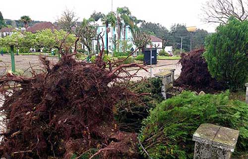 Árvore arrancada pelo ventos em Santa Lúcia do Piaí, em Caxias do Sul na segunda-feira, dia 20. Crédito: Ederson de Oliveira/Prefeitura de Caxias do Sul