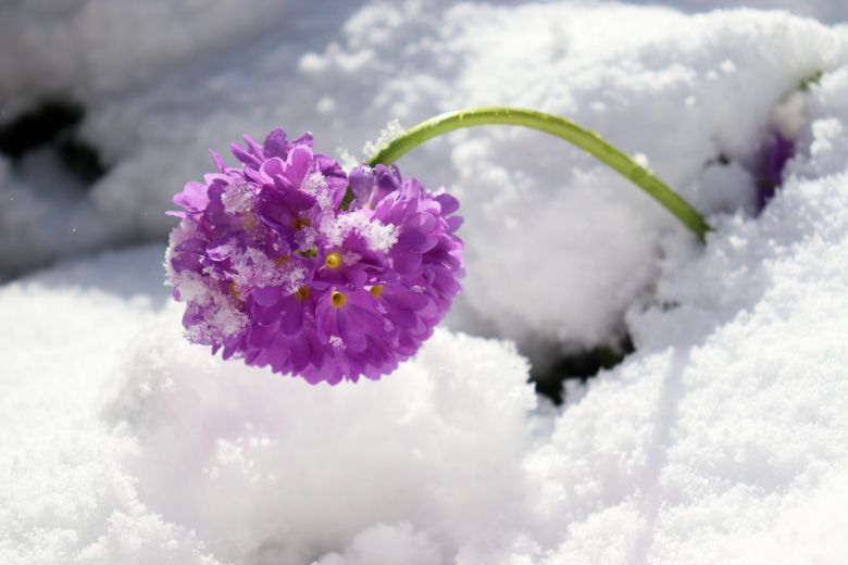 Uma nevasca atingiu o Ushuaia no sul da Argentina em 16 de outubro, situa��o considerada surpreendente pelos meteorologistas argentinos. Cr�dito: Imagem divulgada pelo twitter @ushuaiainfo