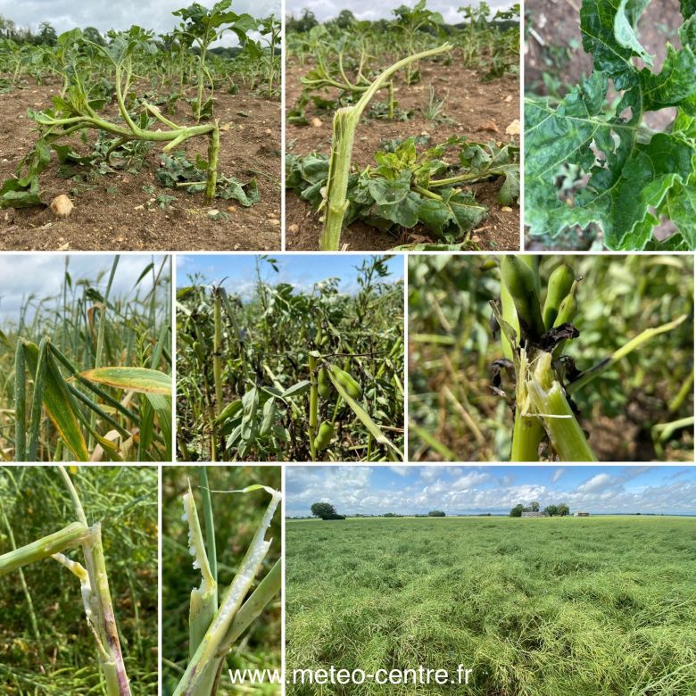 Planta��es de girassol e cevada foram seriamente danificadas pelas pedras de gelo. Cr�dito: Divulga��o pelo twitter @AssoMeteoCentre