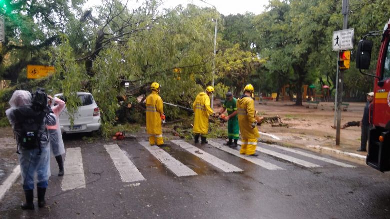 Equipes trabalham na remo��o de uma �rvore que caiu ap�s ventos intensos em Porto Alegre na quinta-feira. Cr�dito: Divulga��o twitter @EPTC POA 