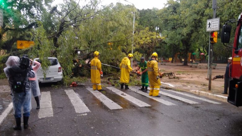 Equipes trabalham na remoção de uma árvore que caiu após ventos intensos em Porto Alegre na quinta-feira. Crédito: Divulgação twitter @EPTC POA 