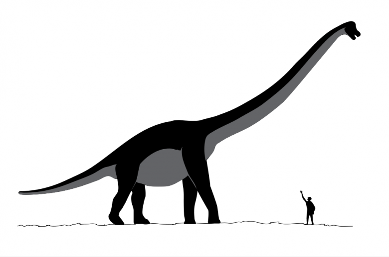 Imagem ilustrativa da espcie de dinossauro Sauroposeidon, que teve rastros descobertos em Parque no Texas. Crdito: Wikipedia 