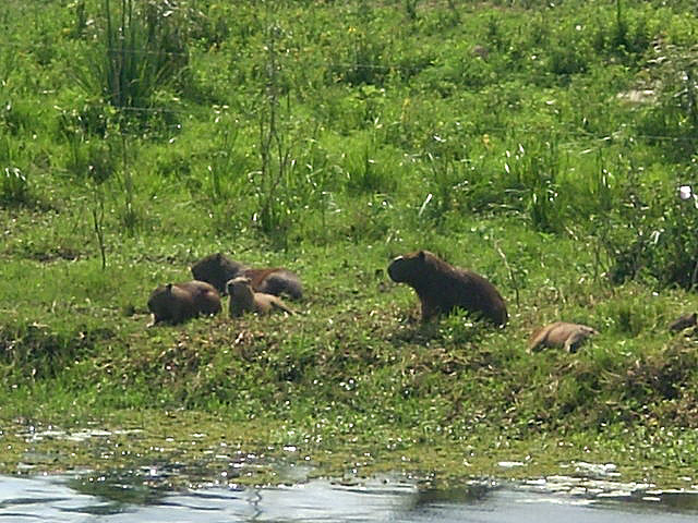 Imagem ilustrativa. Fam�lia de capivaras na Reserva do Taim. Cr�dito: FrancoBras. Obra do pr�prio, CC BY-SA 3.0, https://commons.wikimedia.org/w/index.php?curid=3330386  