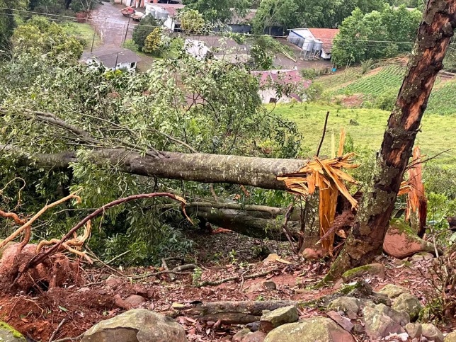 Fora dos ventos arrancou rvores pela raiz durante a passagem de um tornado por It. Crdito: Divulgao Defesa Civil de SC