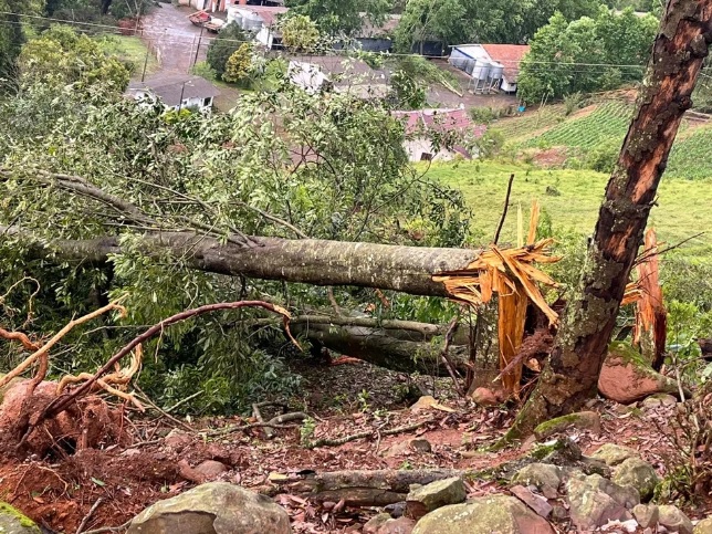 For�a dos ventos arrancou �rvores pela raiz durante a passagem de um tornado por It�. Cr�dito: Divulga��o Defesa Civil de SC