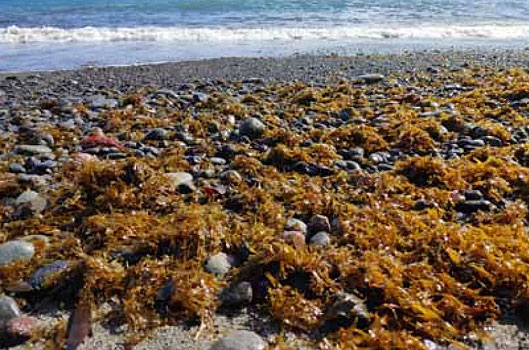 Alga japonesa acumulada em praias dos Aores em 2019. Crdito: Divulgao Universidade dos Aores 