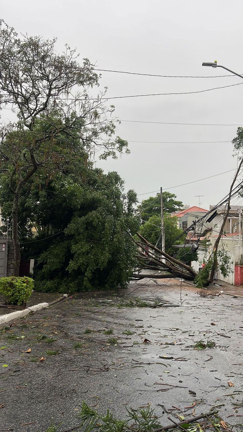 Queda de rvore em rua da Vila Mariana, aps intenso temporal da sexta-feira. Crdito: Painel Global