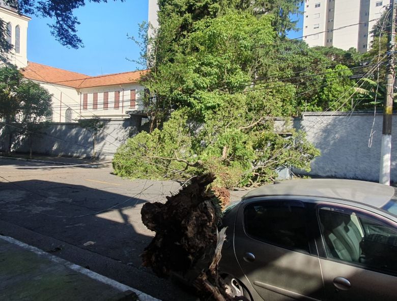 Árvore de grande porte interrompe rua na Vila Mariana após temporal da sexta-feira. Crédito: Painel Global