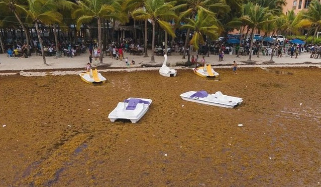 Crdito: Boca Chica, Repblica Dominicana. Divulgao Instagram/@sargassum monitoring