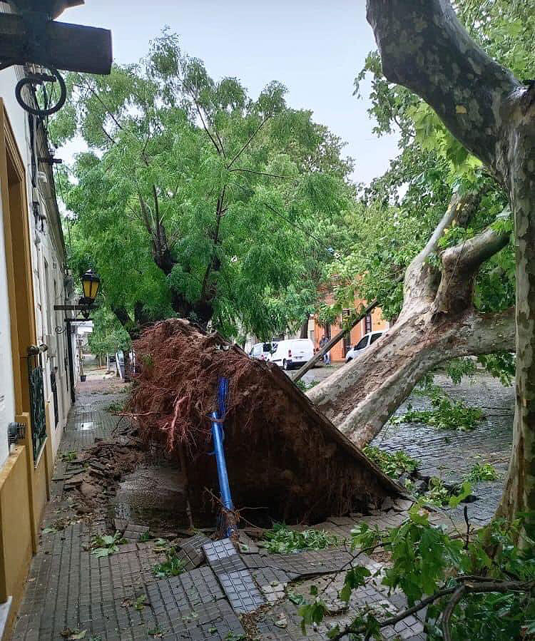 rvore  arrancada pela raiz em Colonia do Sacramento, no departamento de Colonia, no Uruguai durante ventania no domingo. Crdito: Divulgao via X (twitter) @MatiMederosURU/Sandra Waller  