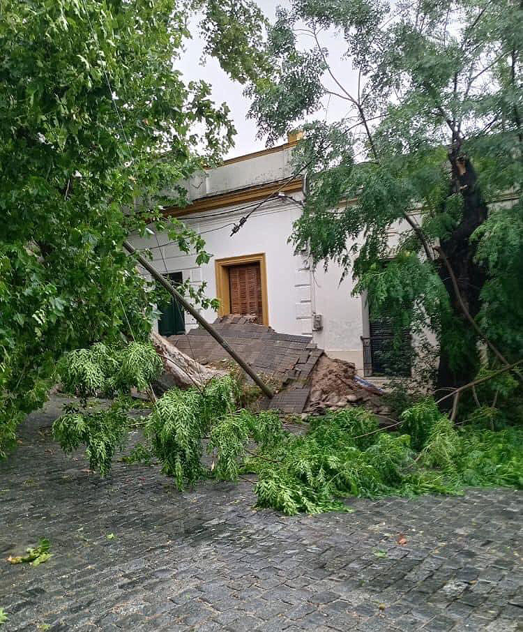 Solo levanta com queda de rvore em Colonia do Sacramento, uma das reas mais atingidas pela tempestade do domingo no Uruguai. Crdito: Divulgao via X (twitter) @MatiMederosURU/Sandra Waller