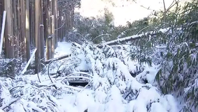 �rvore cai sobre um carro durante ventos fortes em Beppu, em Oita, Kyushu. Cr�dito: Divulga��o NHK    