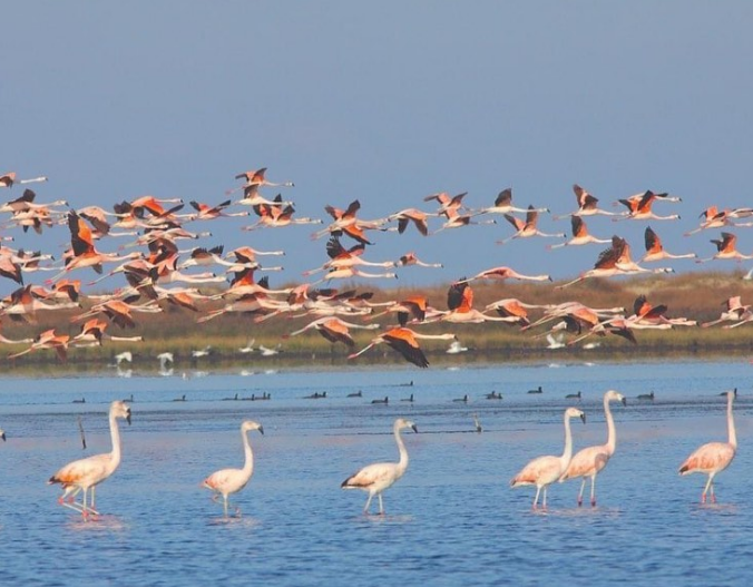 Lagoa do Peixe em novembro de 2022. Local abriga diversas espcies de aves migratrias e ameaadas de extino. Crdito: Divulgao Instagram @parnalagoadopeixe
