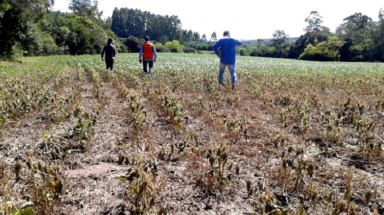 Lavouras ainda enfrentam a seca prolongado no Rio Grande do Sul e perdas podem passar de 40% na safra de milho. Crdito: Divulgao Defesa Civil 