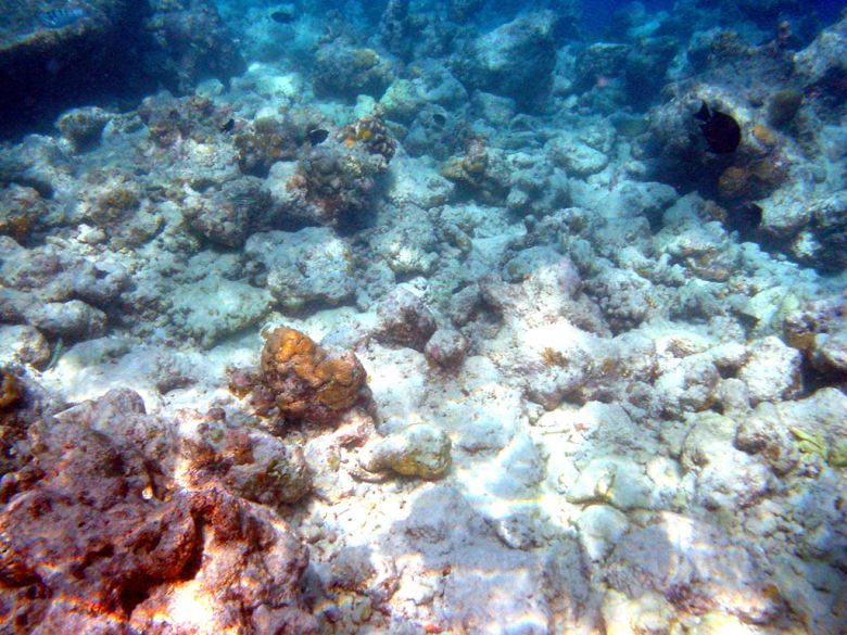 Imagem ilustrativa do processo de branqueamento e deteriorao de corais. Crdito: Bruno de Giusti - Obra do prprio, CC BY-SA 2.5 it, https://commons.wikimedia.org/w/index.php?curid=1607113 
