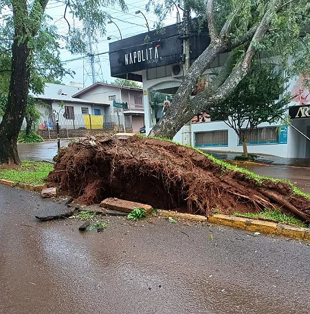 rvore  arrancada do solo pela fora dos ventos em Espumoso, na regio de Soledade e Cruz Alta. Crdito: divulgao Prefeitura de Espumoso 