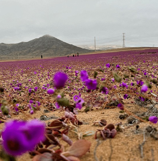 Imagem ilustrativa. Florao no Deserto do Atacama transforma paisagem de forma impressionante. Crdito: divulgao via Instagram @thiagomaiaoficial 