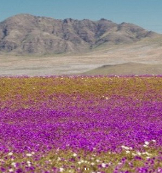 Imagem ilustrativa. Deserto do Atacama florido em 27 de setembro de 2025. Crdito: divulgao via Instagram @thiagomaiaoficial 